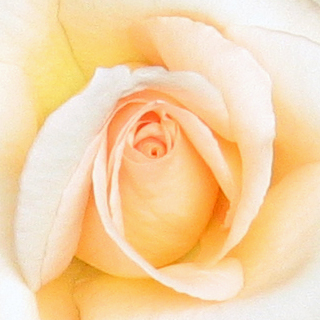 yellow rose: 
